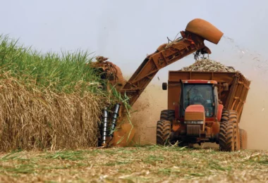 cutting-machine-plantation-harvesting-sugarcane-ethanol-biofuel
