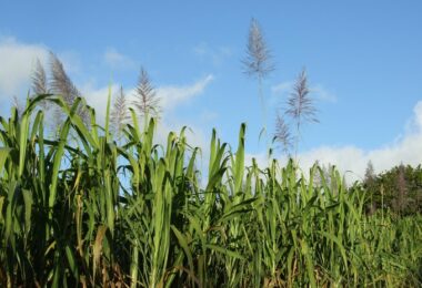 sugarcane_plants